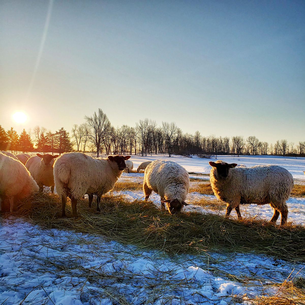 Sheep eating hay on a field in winter