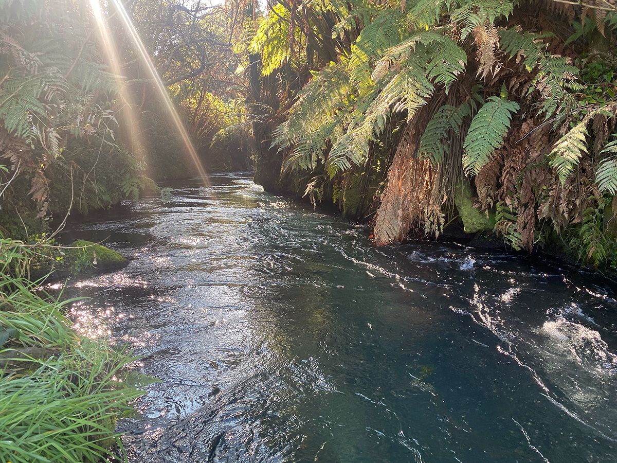 A beam of sun shines onto the sparkling Waihou River, passing through forested and grassy banks.