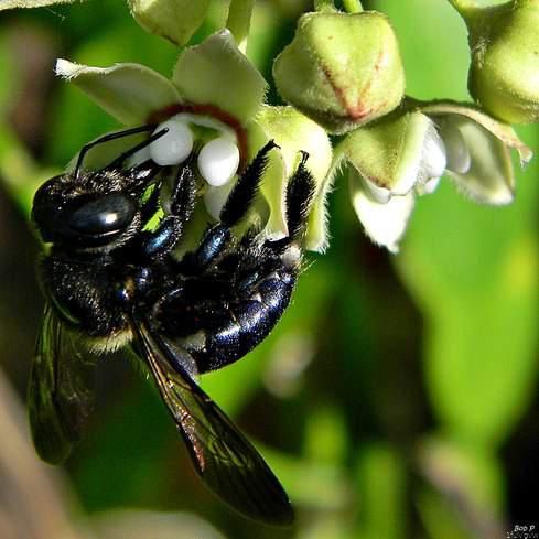 A black carpenter bee foraging on a flower.