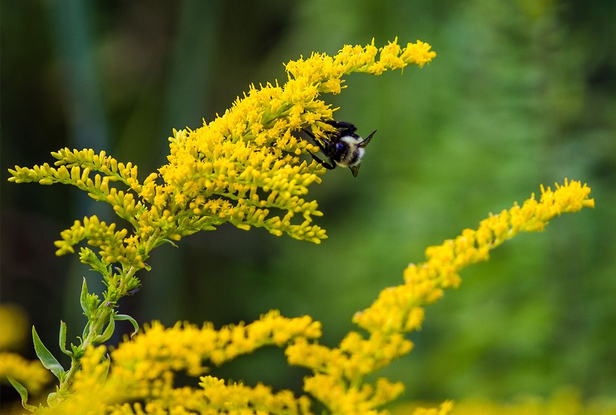 A bee on goldenrod flowers