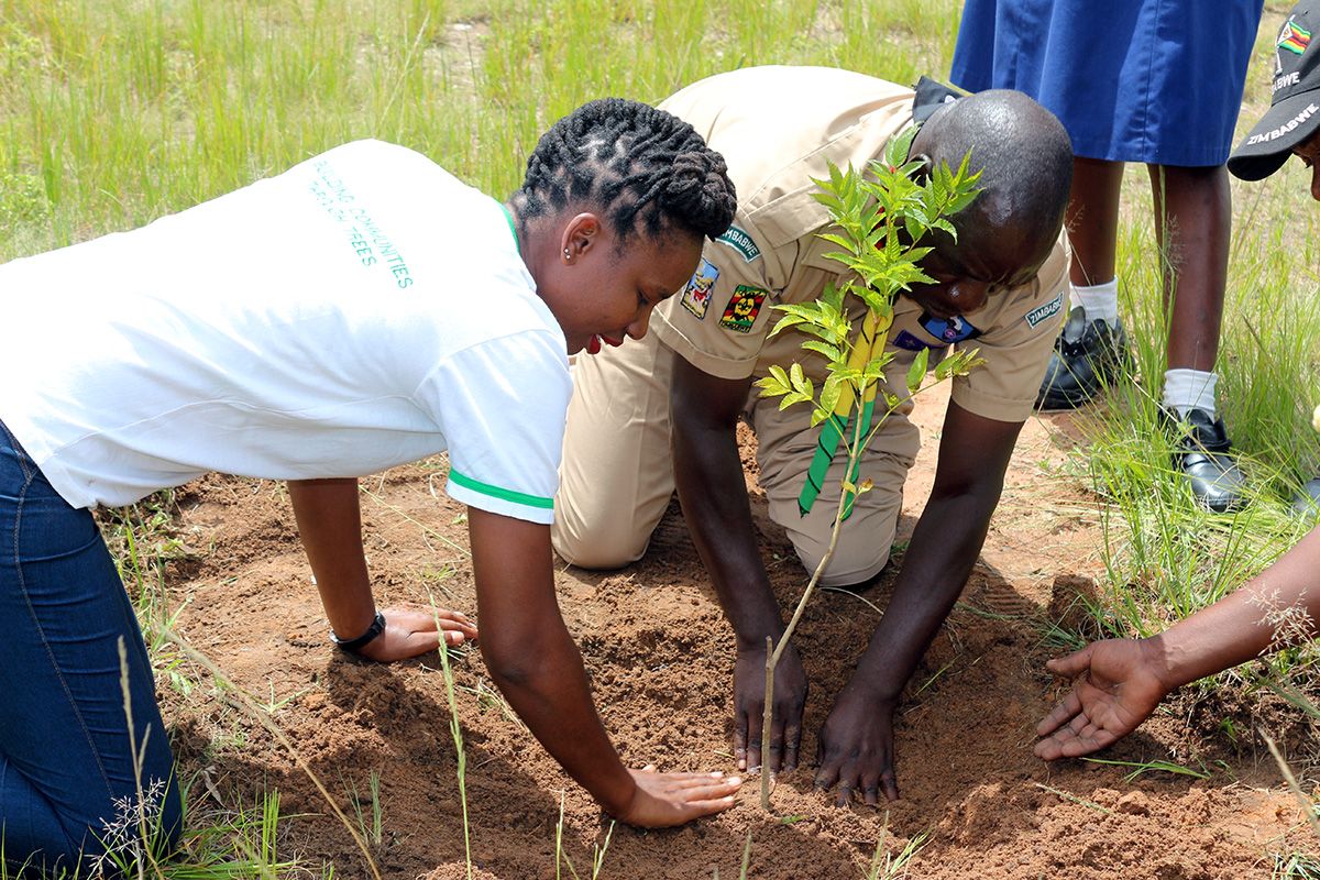 Two people on their hands and knees planting a young tree into the soil.