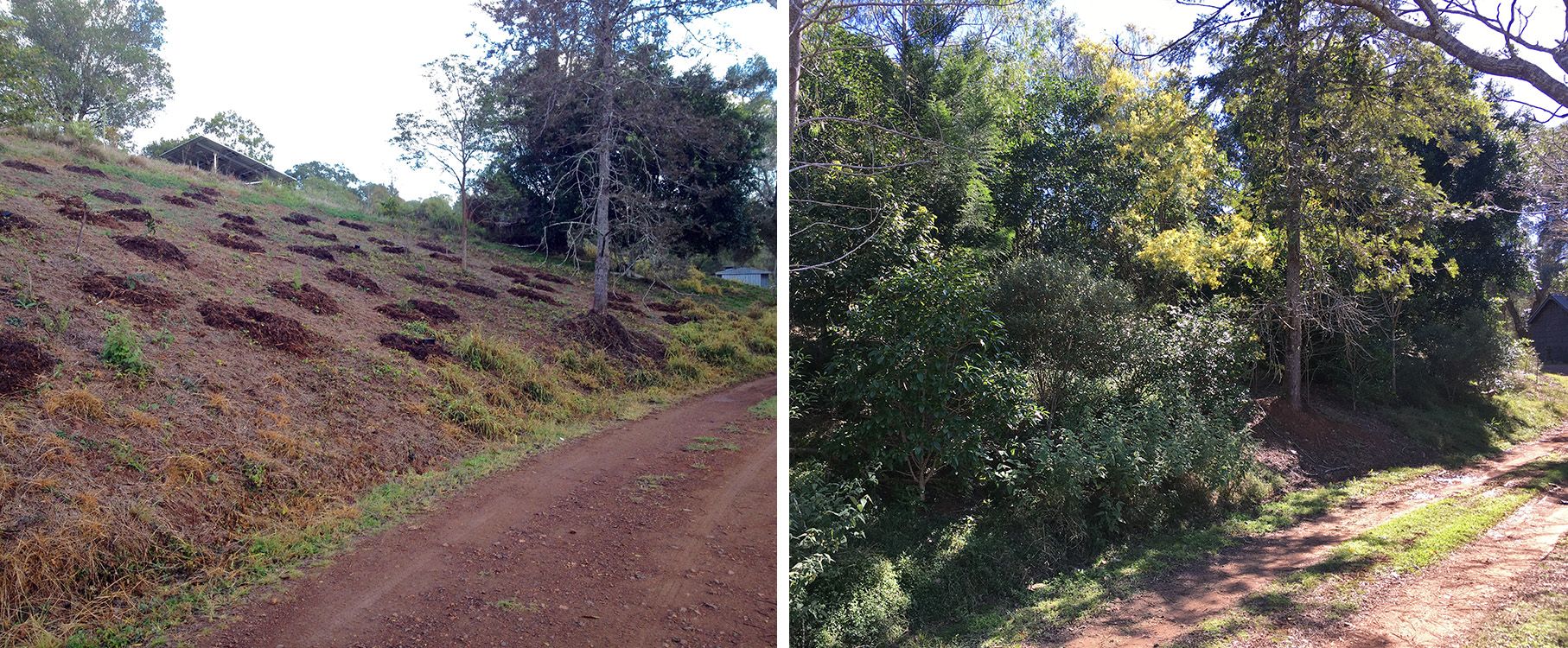 Two photos of a slope along a driveway. On the left, a couple of trees are surrounded by holes dug for planting. On the right, lush trees fill the space.