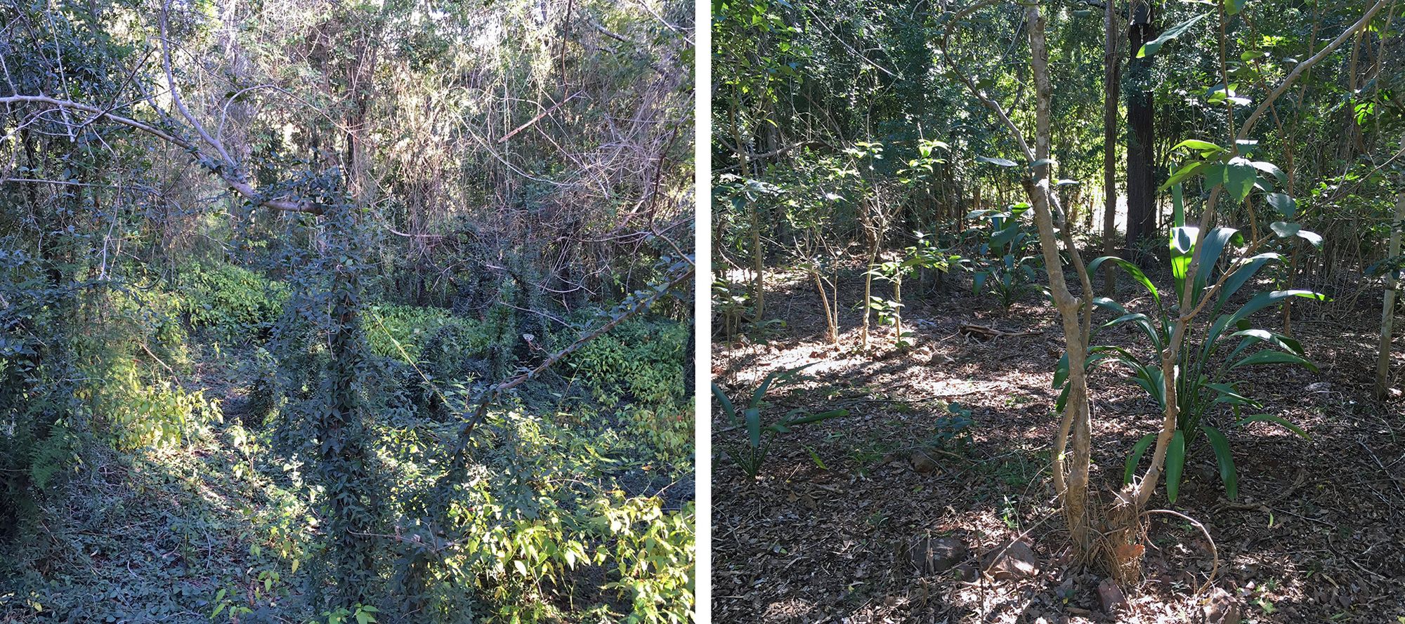 Two photos of the same land before and after restoration. On the left, thick vines are covering bare trees. On the right, leafy trees are surrounded by open ground covered in dried leaves.