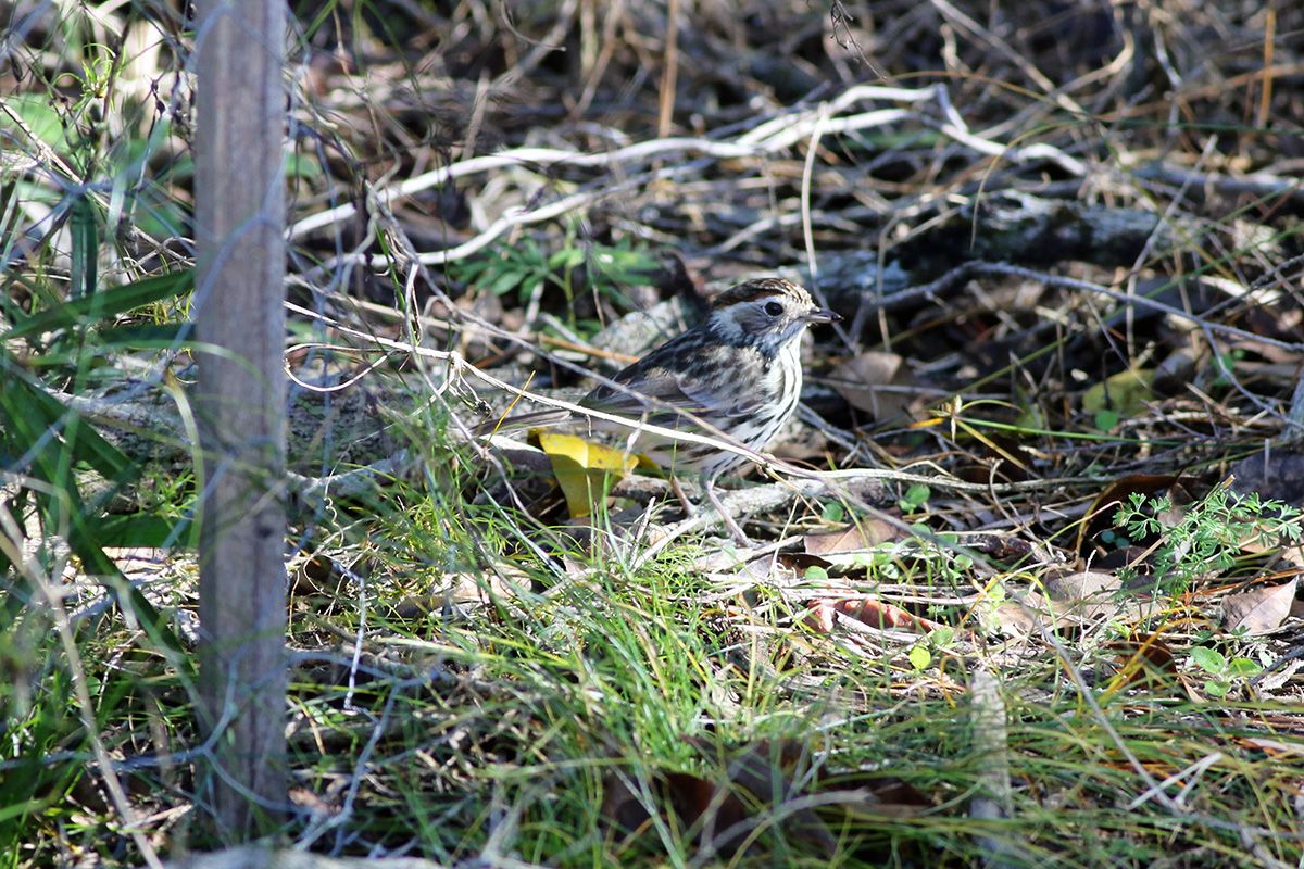 A speckled warbler on the ground amidst green and dried grass and dried leaves.