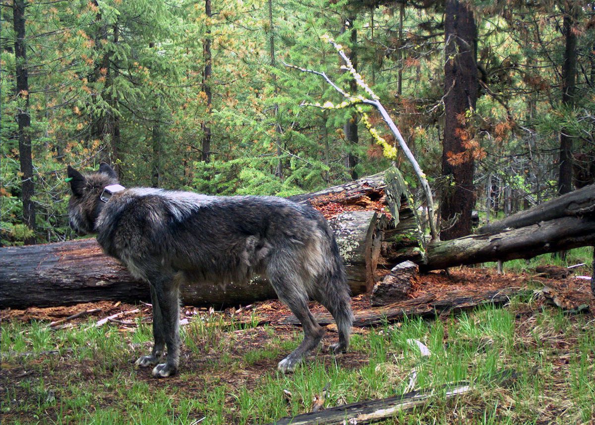 A wolf with a tracking collar stands in a forest in front of a fallen tree, looking away from the camera.