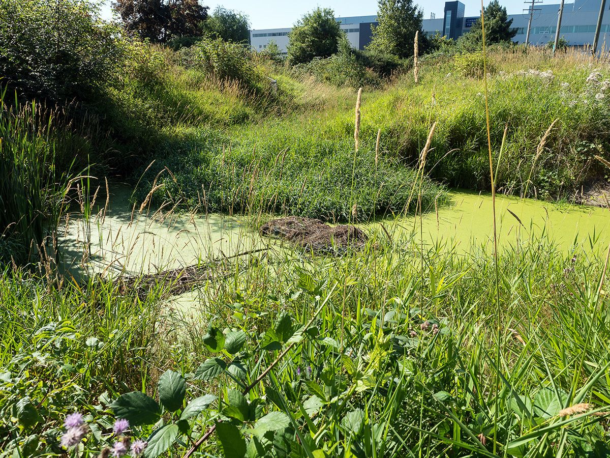 A beaver pond with a dam in the middle, surrounded by greenery with buildings in the background.