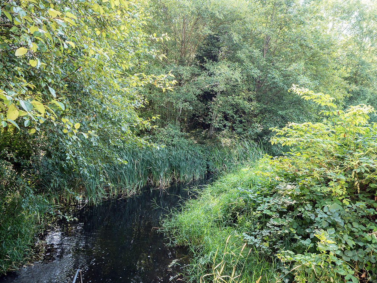 A narrow stream with rich greenery on either side: reeds, shrubs, grasses and trees.