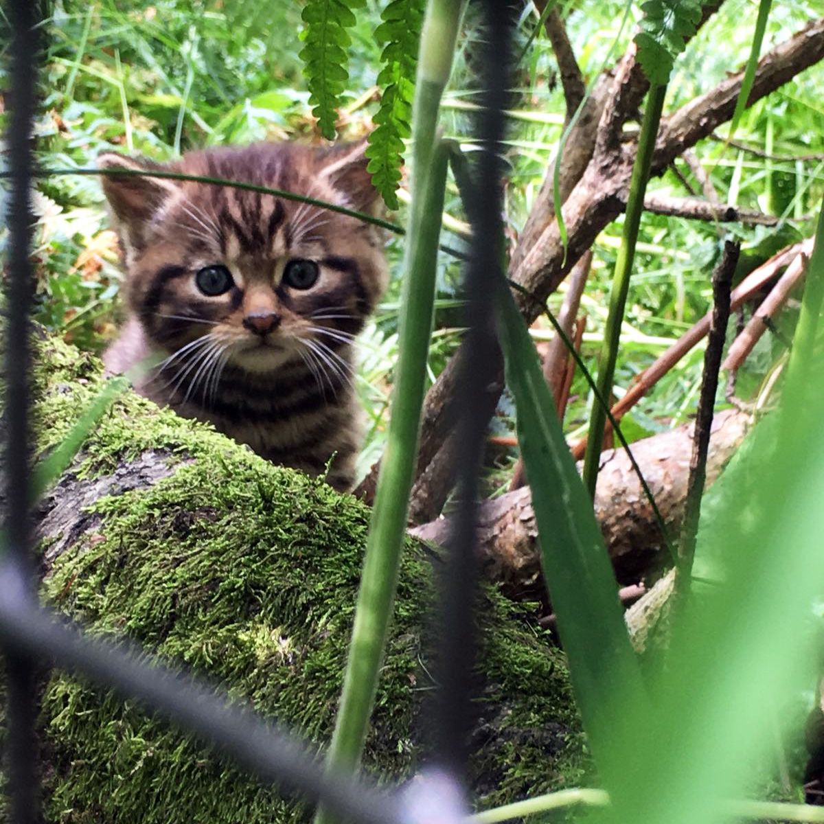 scottish wildcat kitten