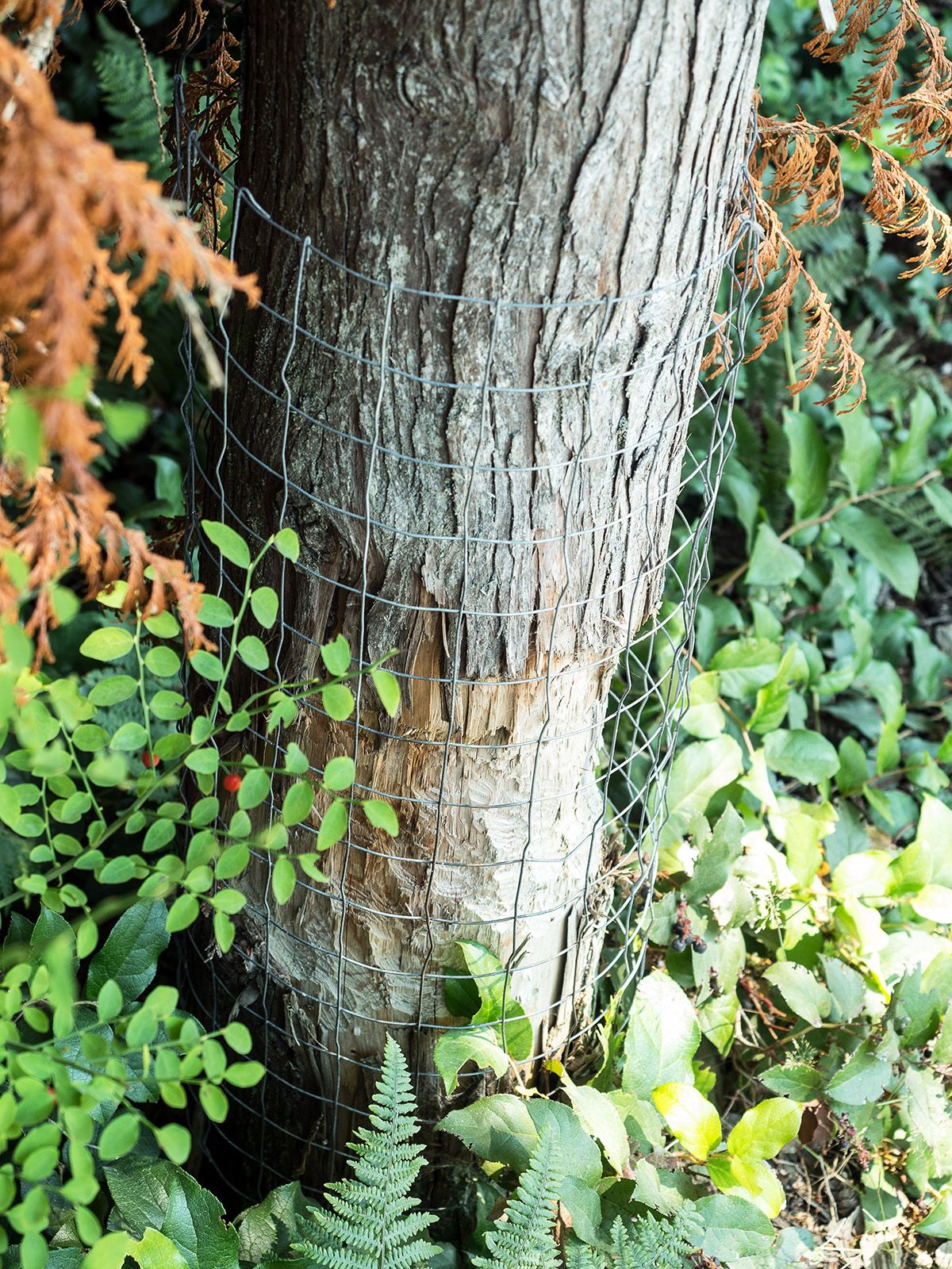 A close-up of a tree trunk wrapped in chicken wire. The trunk has been chewed by a beaver.