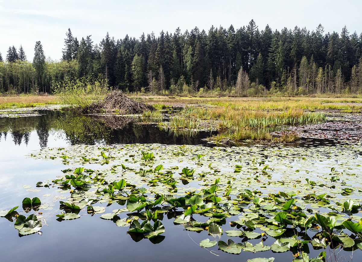 A lake with lily pads, reeds and grasses, a beaver dam, and evergreen trees in the background.