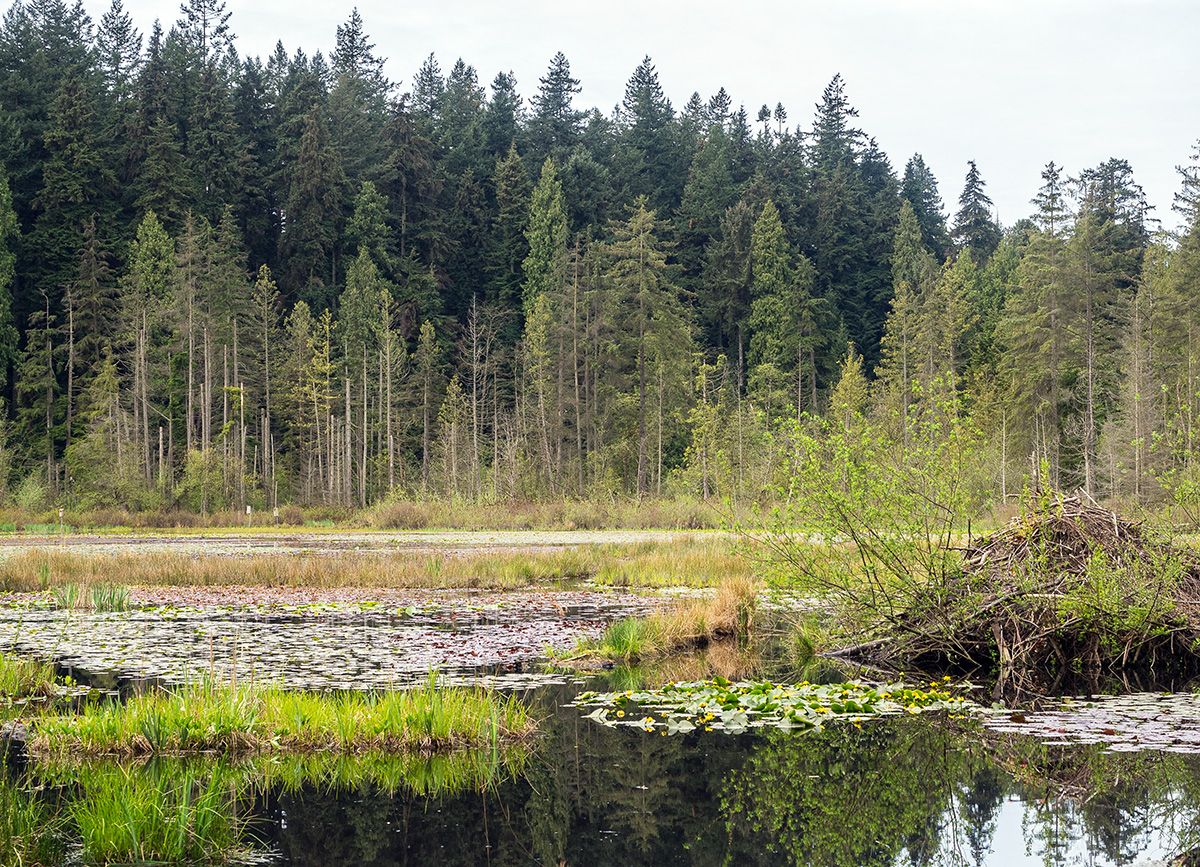 In the background, numerous conifers on a hillside. In the foreground, a lake covered in lily pads with a beaver dam at right.