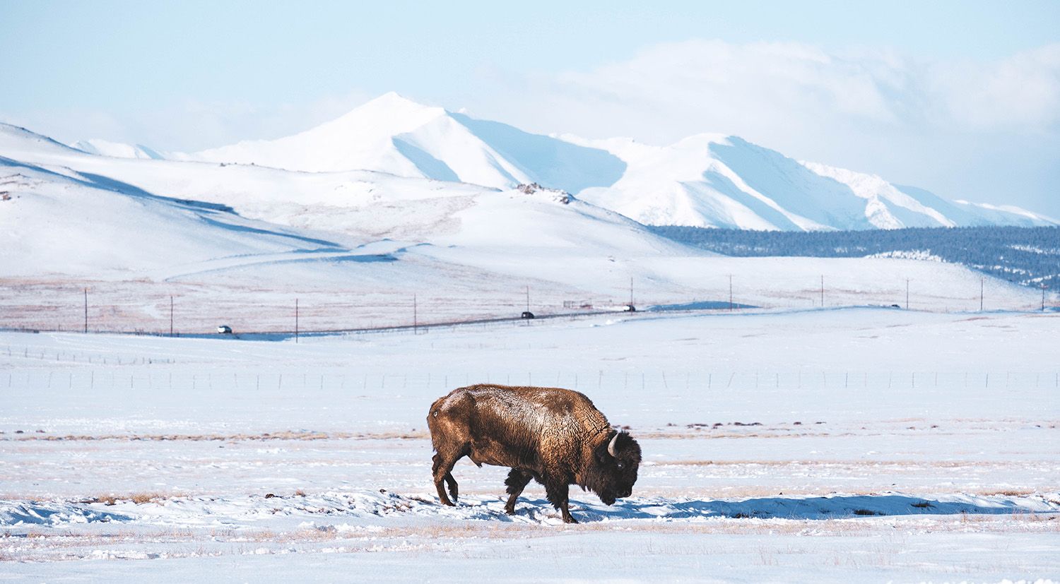 A side view of a bison grazing on a snow-covered field, with a fence, a road and snow-covered mountains in the background.