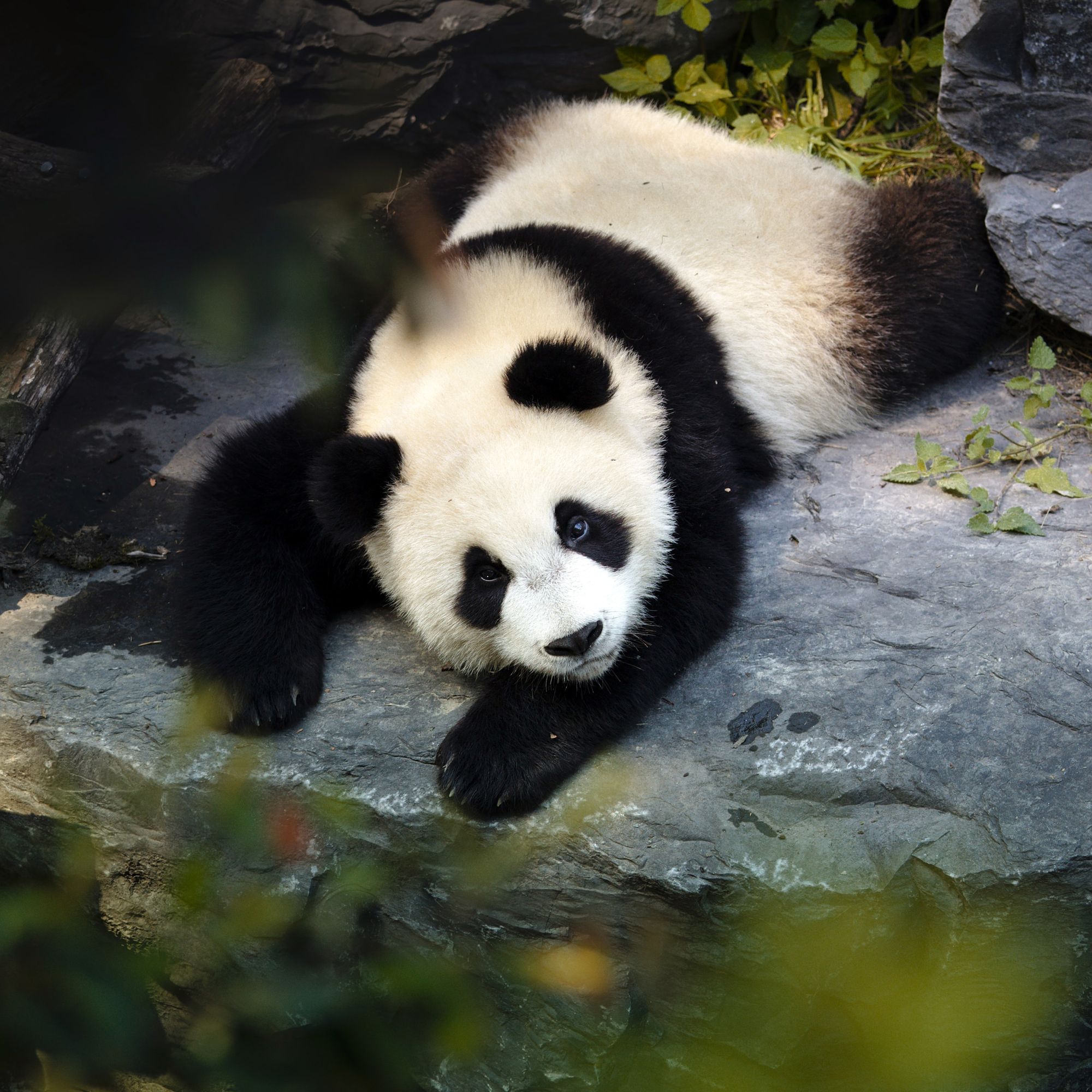 A panda lying on a rock, looking up at the camera.