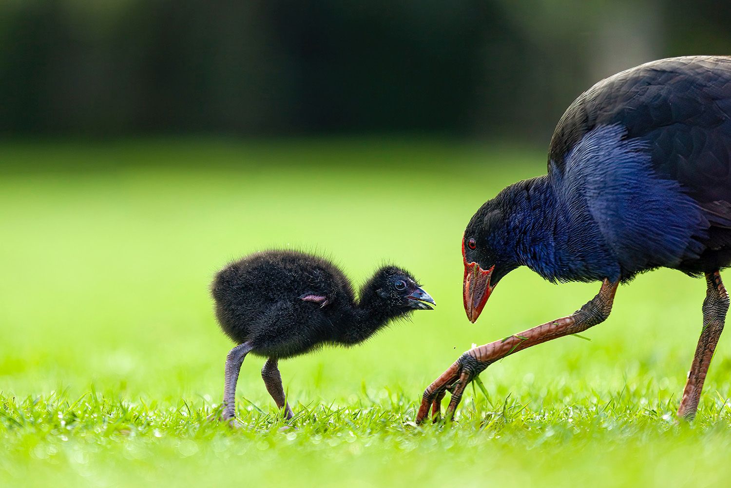 A pukeko (New Zealand bird) and its chick look at each other on a field of grass.