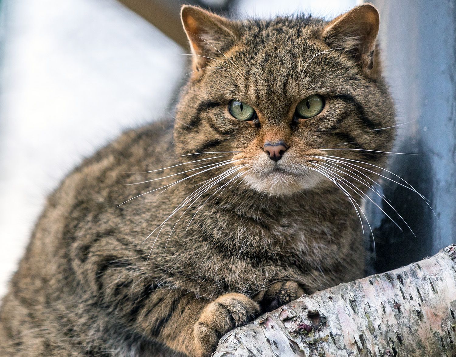 adult scottish wildcat