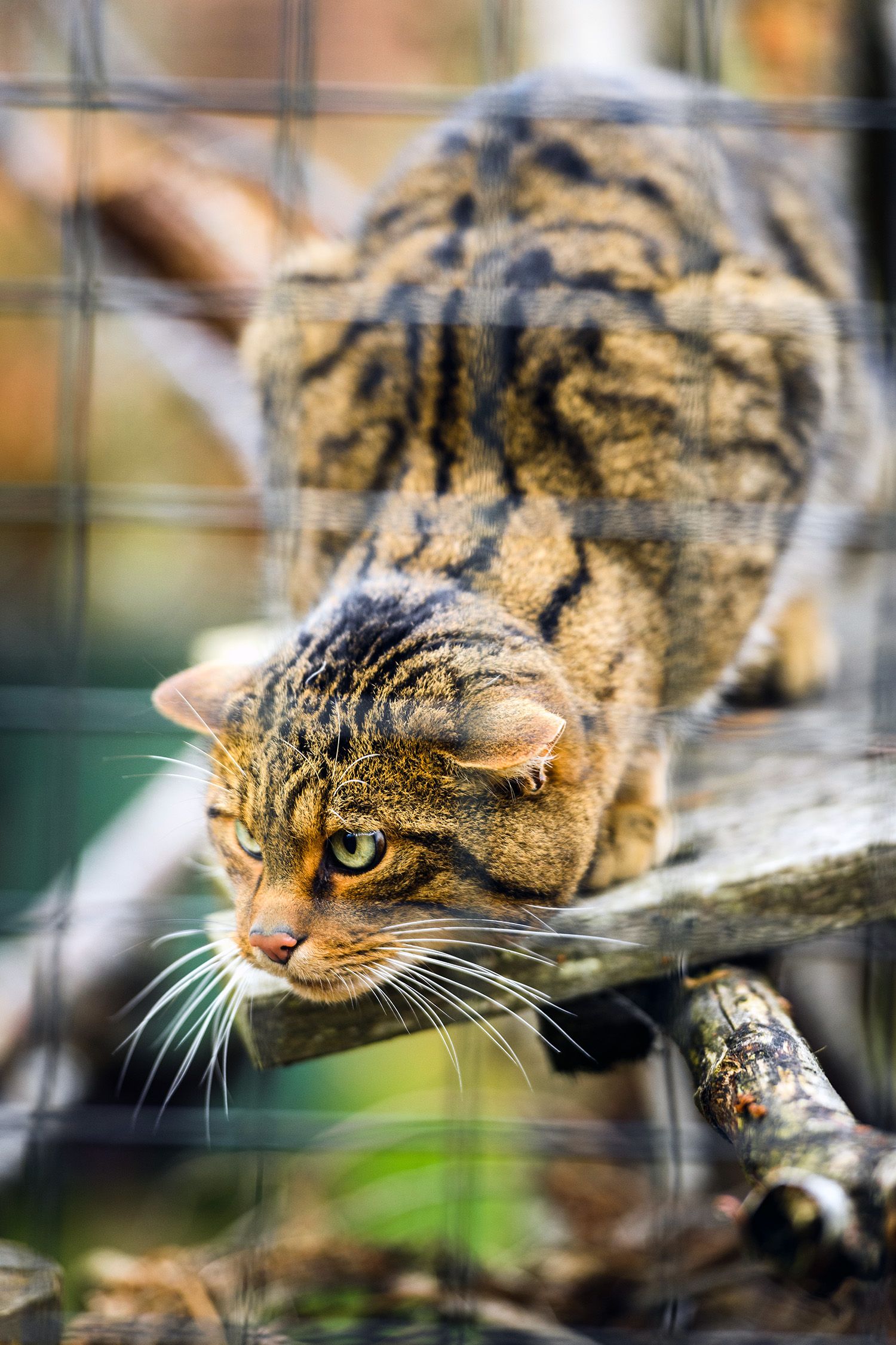 adult scottish wildcat