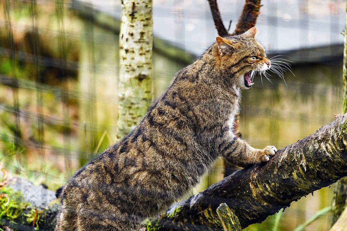 hissing scottish wildcat