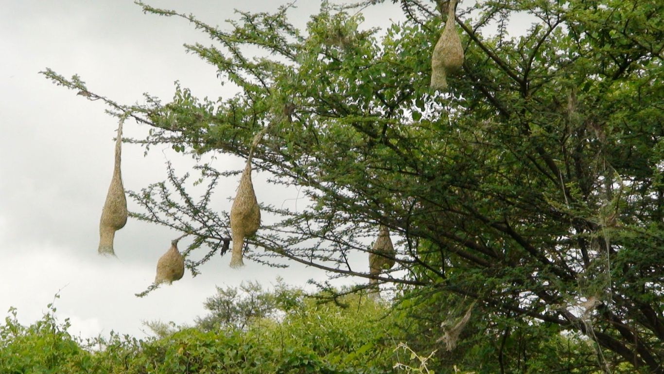 Bird nests and bee hives in a green tree against a gray sky in Lamkani, India.