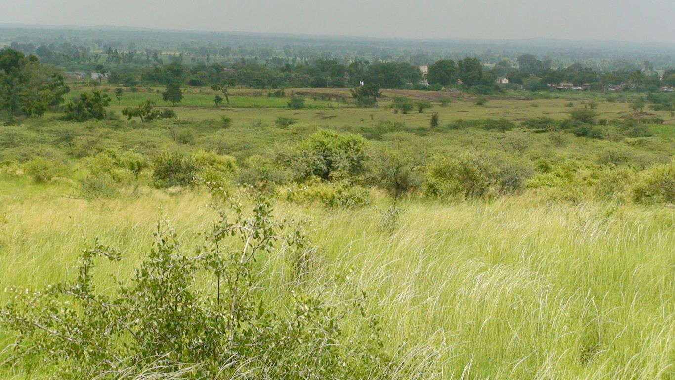 Tall fodder grass and other green trees and plants grow around Lamkani in India. 