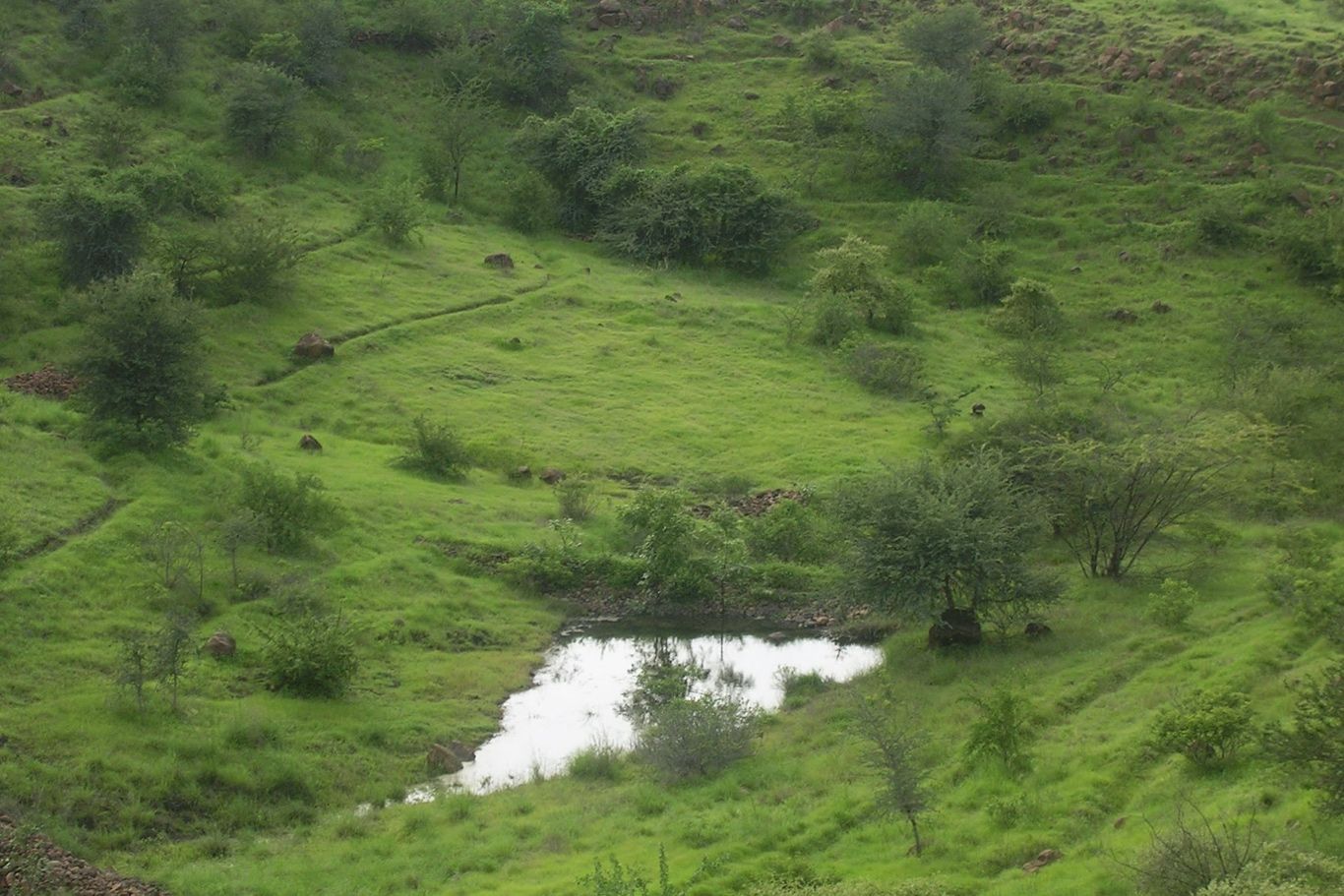 Lush green landscape with rolling hills, trees and a pond in Lamkani, India.