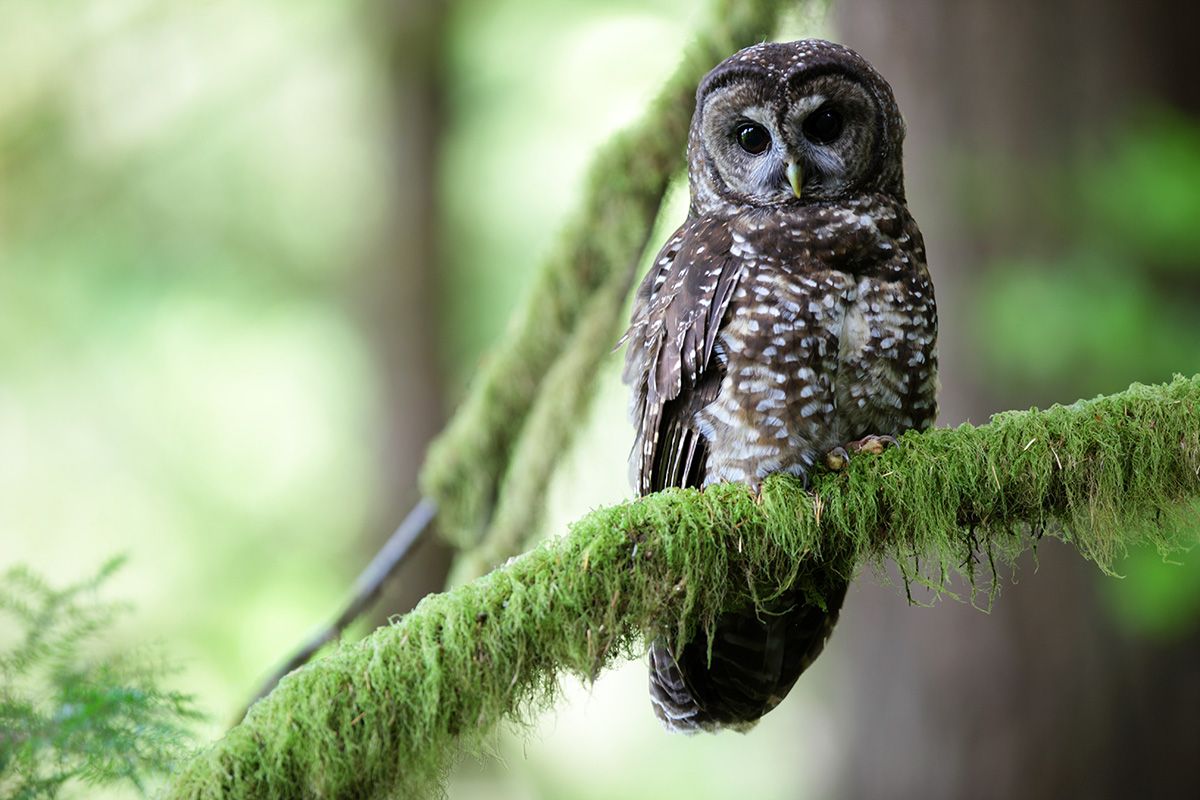 A spotted owl perched on a green lichen-covered branch in the forest.