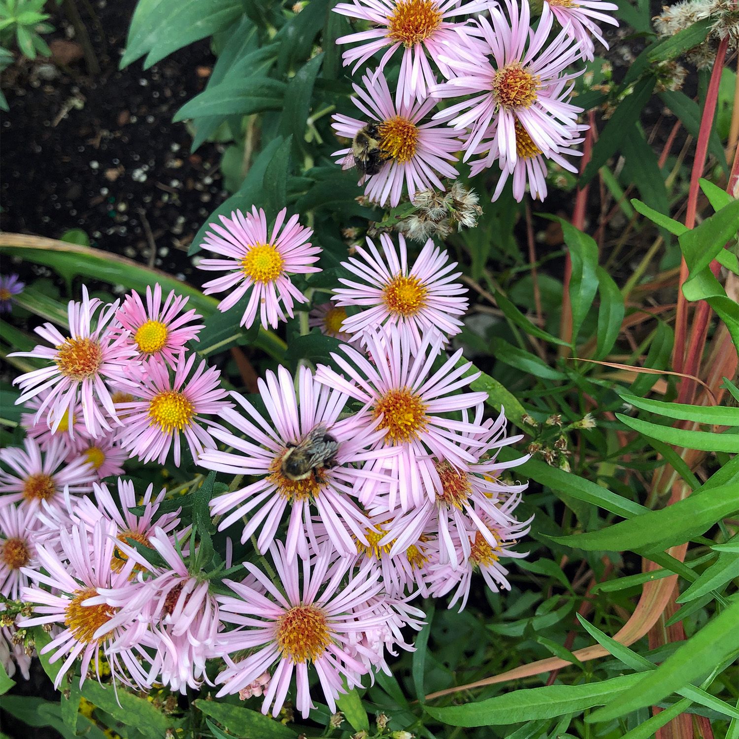 Two bees gathering pollen and/or nectar from pink aster flowers in a garden