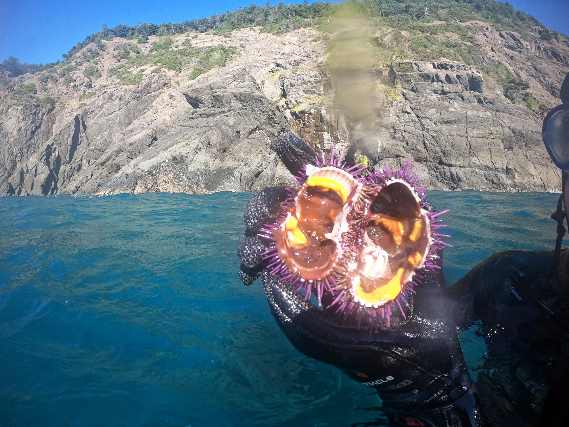 A person in a wetsuit swims in the ocean, holding a purple sea urchin that's been broken in half. The rocky coast is visible in the background.