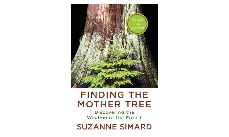Image of the cover of the book Finding the Mother Tree by Suzanne Simard