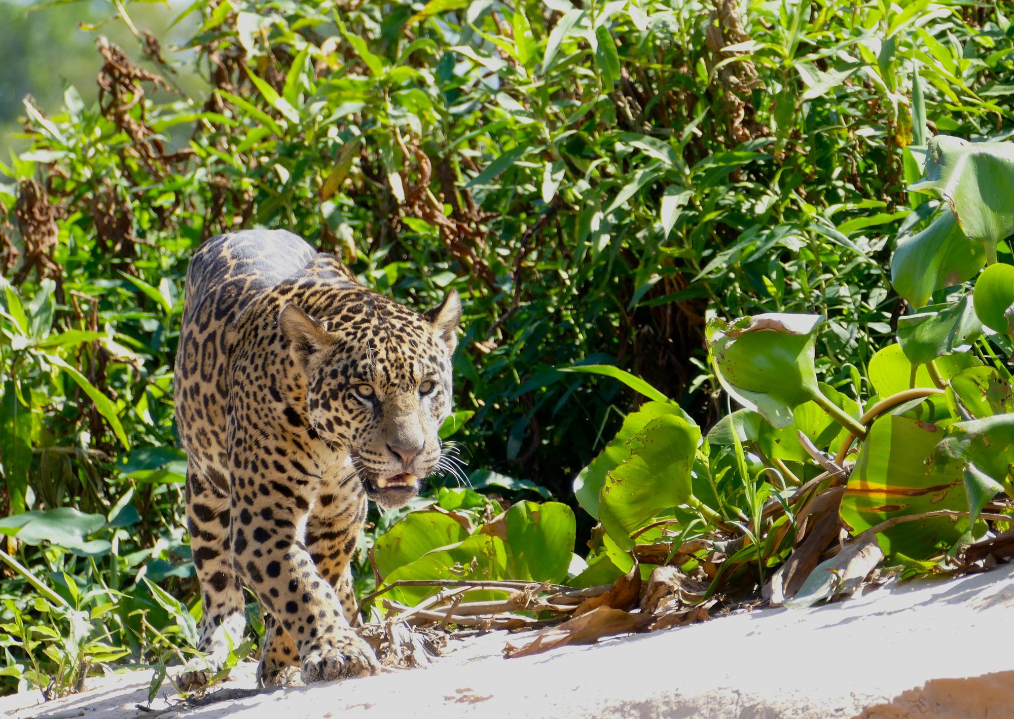 A jaguar walking along a sandbank with green plants and shrubs in the background