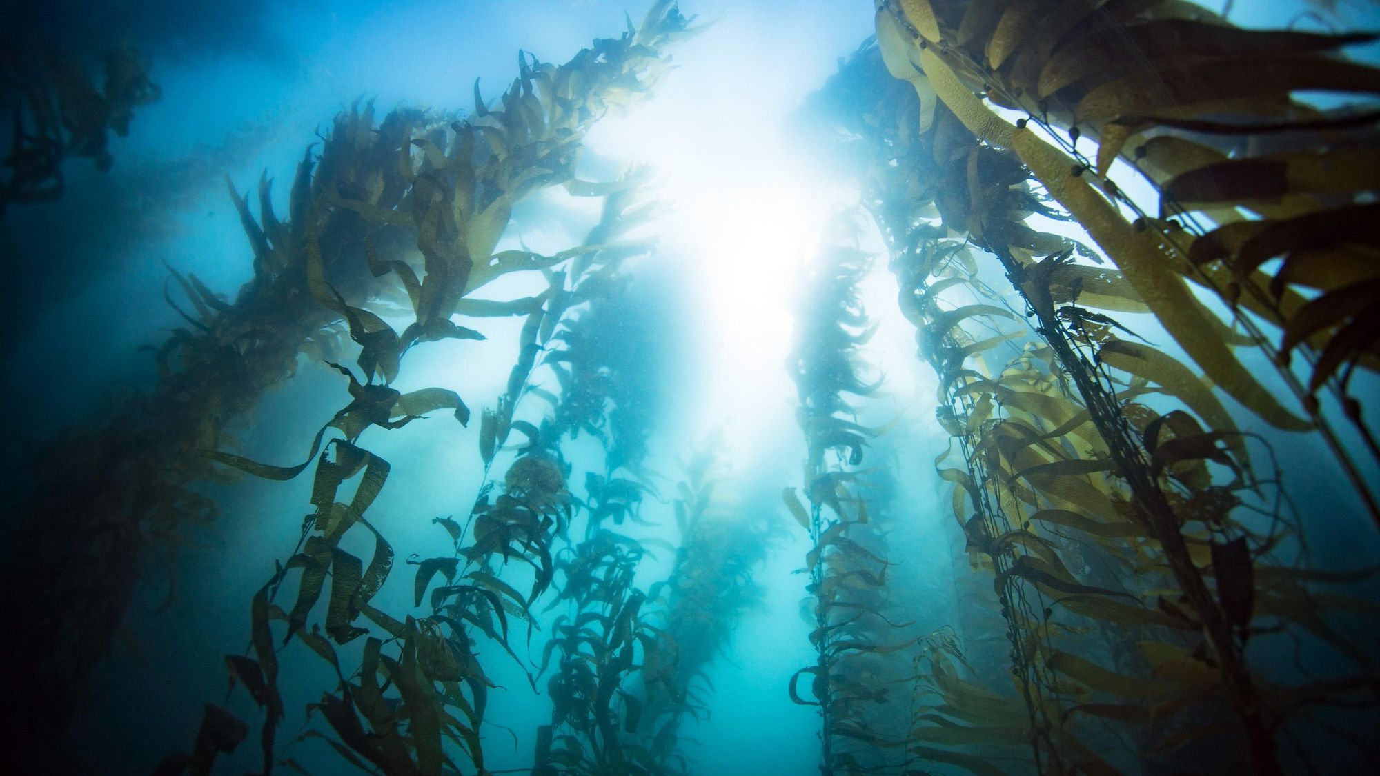 How to Bring Back Oregon's Kelp Forests Rewilding Magazine