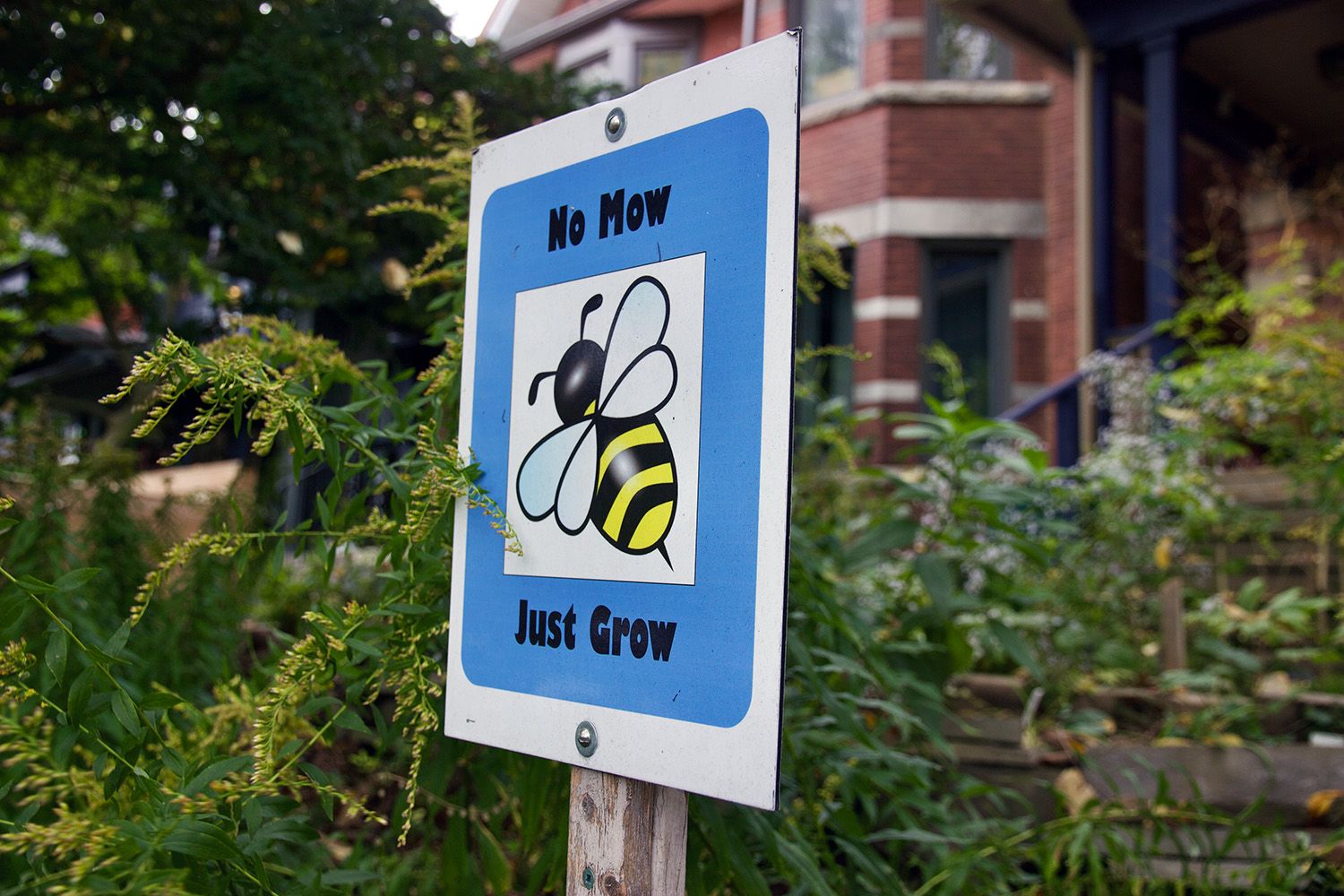 A sign with a picture of a bee that says "no mow just grow" in a front garden, with goldenrod plants, and a red brick house visible.