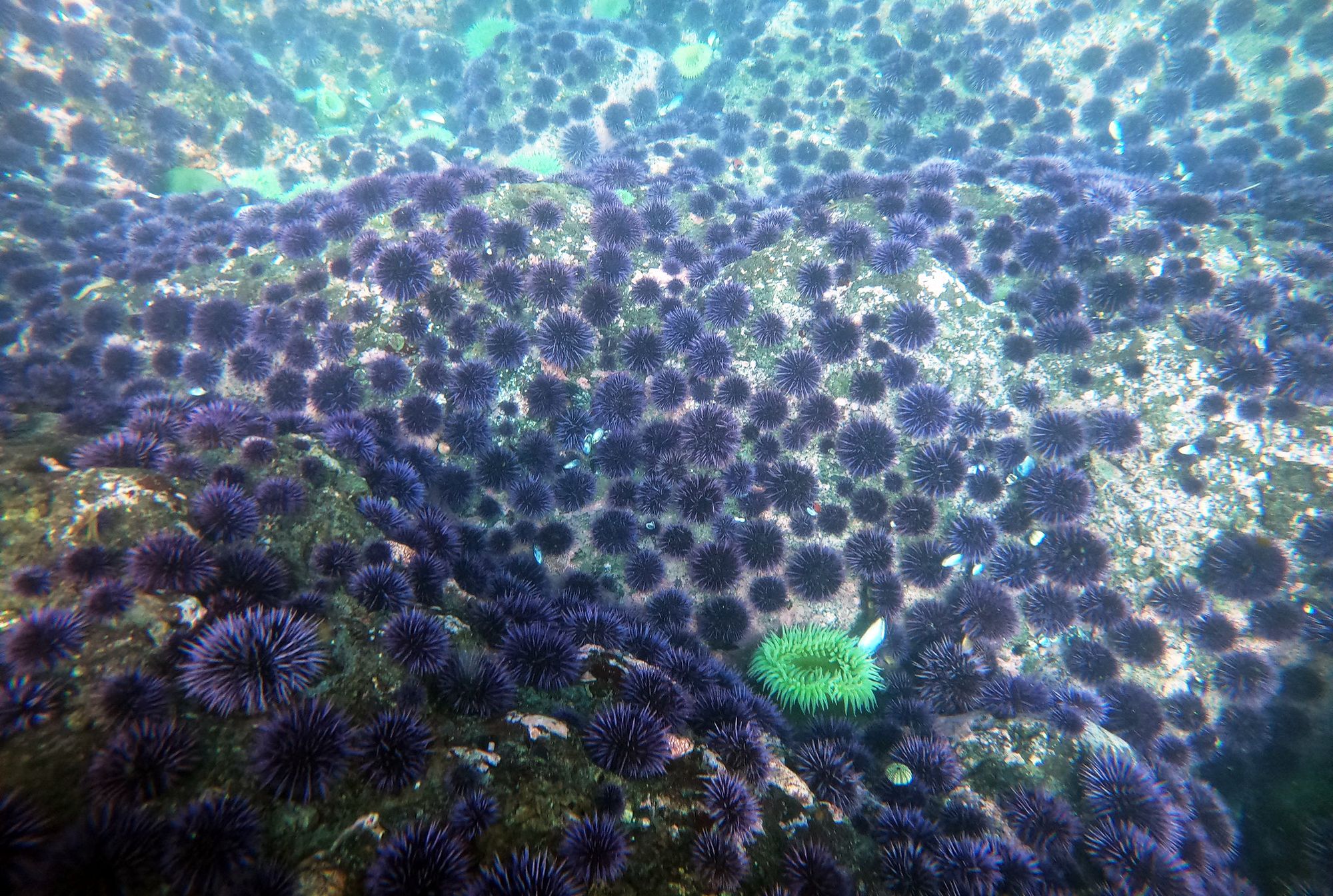 An underwater view of the rocky ocean floor covered in purple sea urchins.
