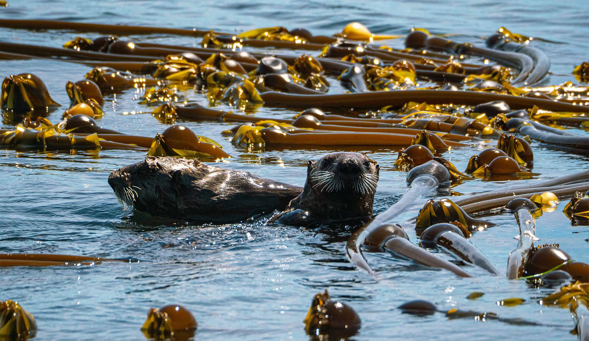 A view of the ocean surface covered in kelp, with two otters swimming amongst it. One otter is looking at the camera.