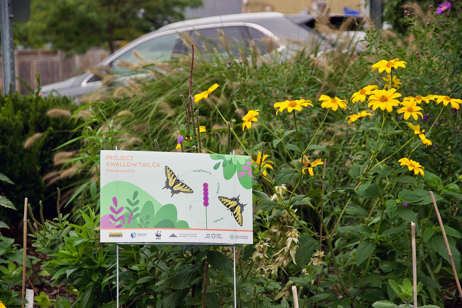 A garden full of greenery and yellow flowers, with a sign that reads "Project Swallowtail.ca: neighbours united for nature".