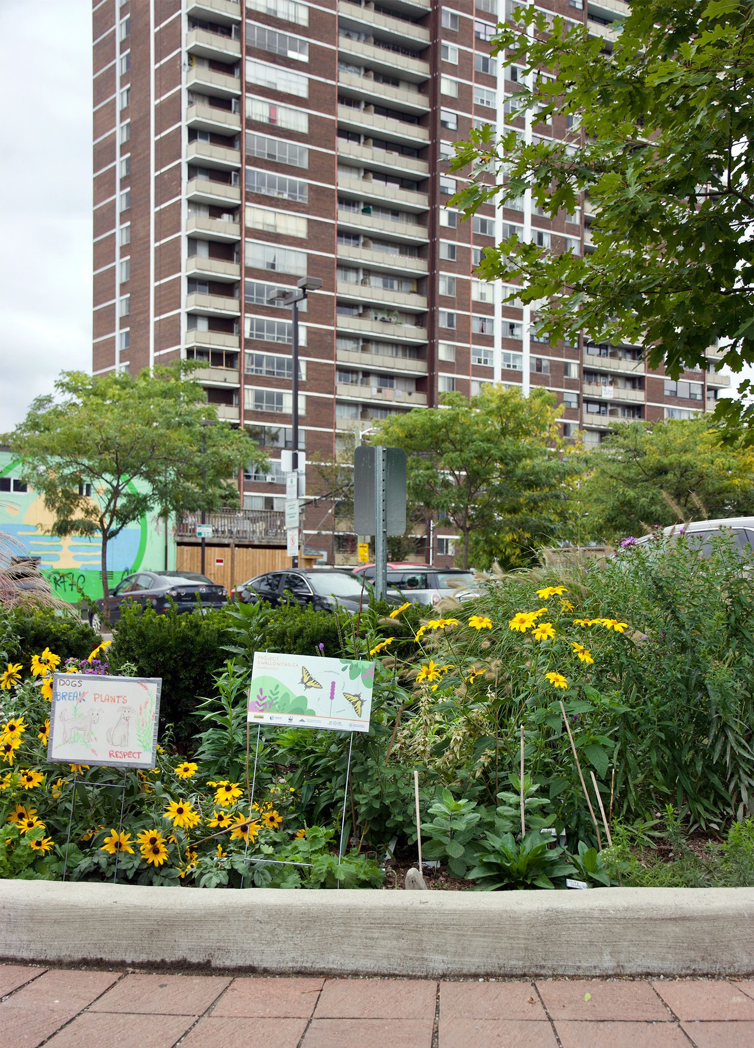 A sidewalk-side garden with yellow flowers and a Project Swallowtail sign. In the background, cars in a parking lot and a tall apartment building are visible.