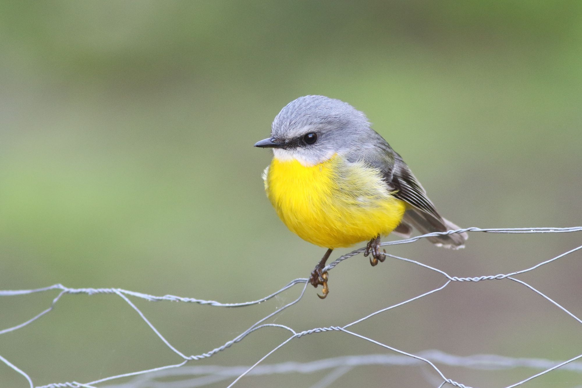 An eastern yellow robin is perched on a wire fence. The bird has a bright yellow breast and grey head and back.