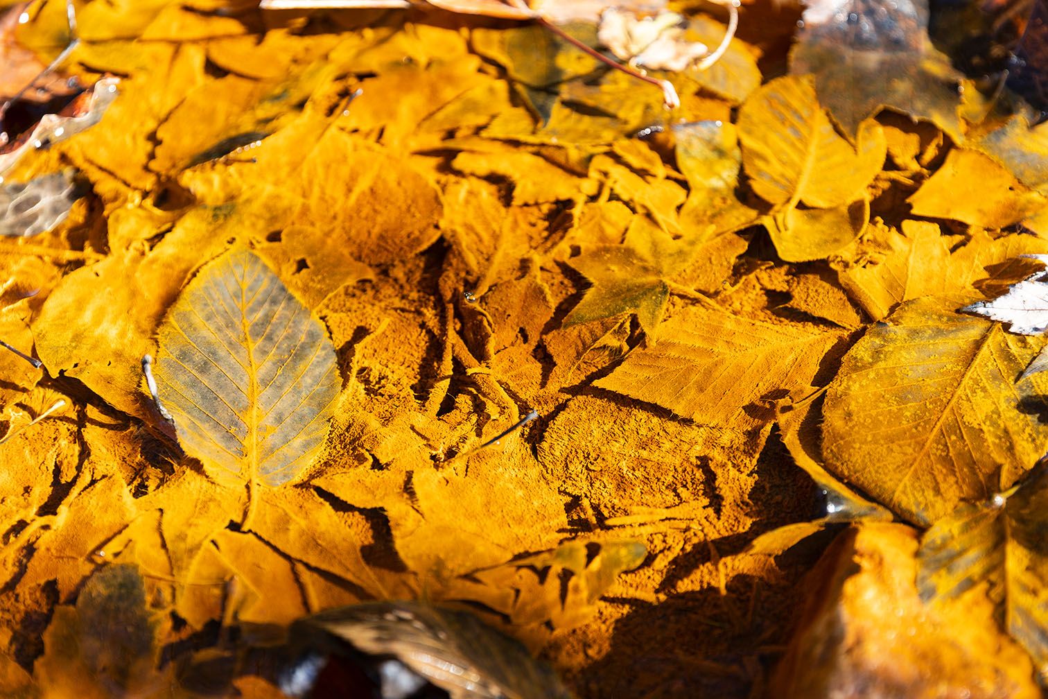 A pile of fallen leaves covered in deep-yellow iron particles.