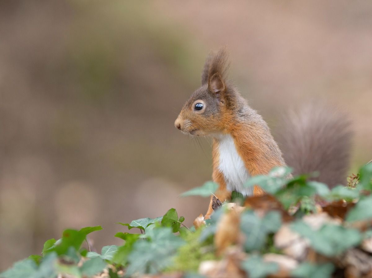 A red squirrel sits up in some greenery.