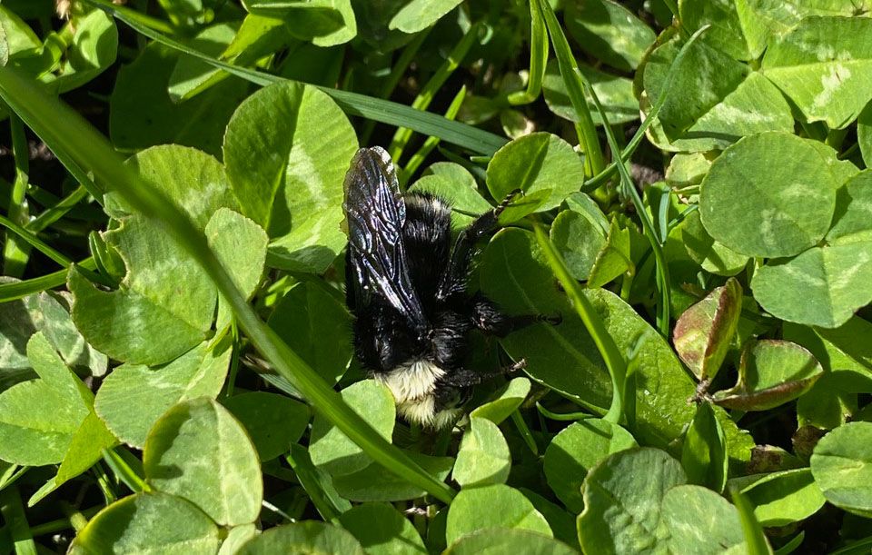 A bee amidst clover