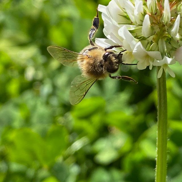 A bee on a clover flower