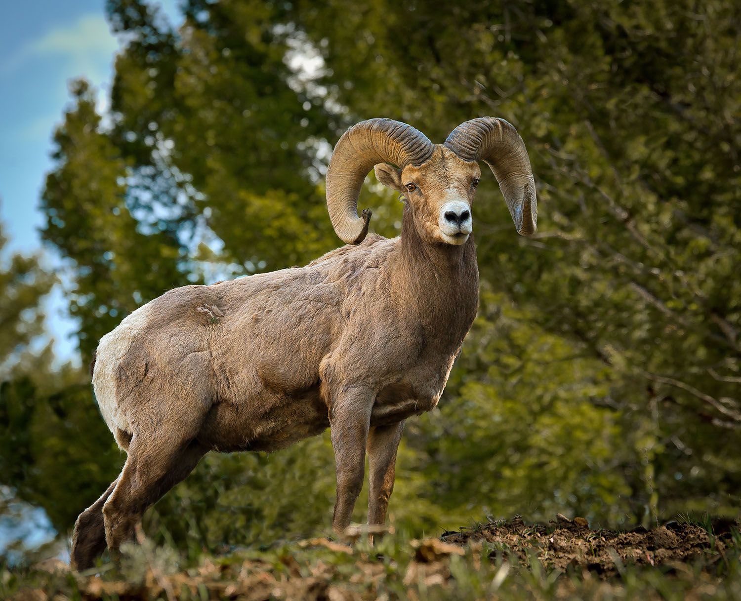 A bighorn sheep standing in the forest