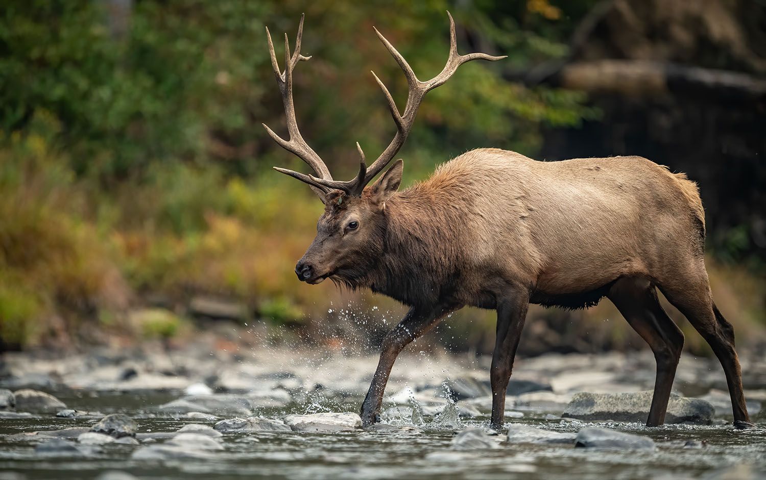 A bull elk walking in a stream with trees in the background