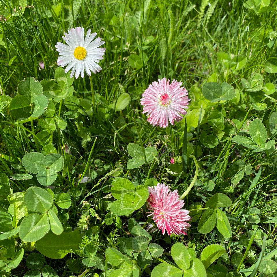 A close-up of pink and white flowers and clover