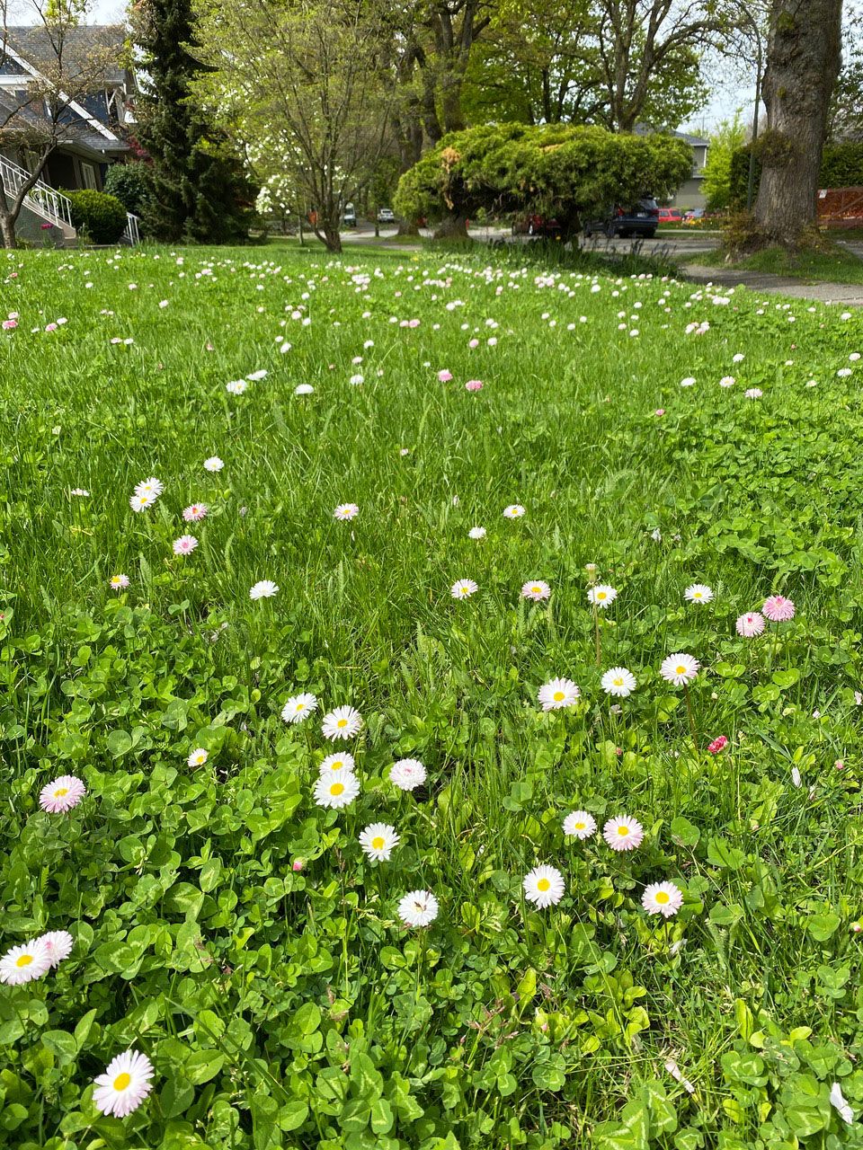 A front yard bee meadow in flower