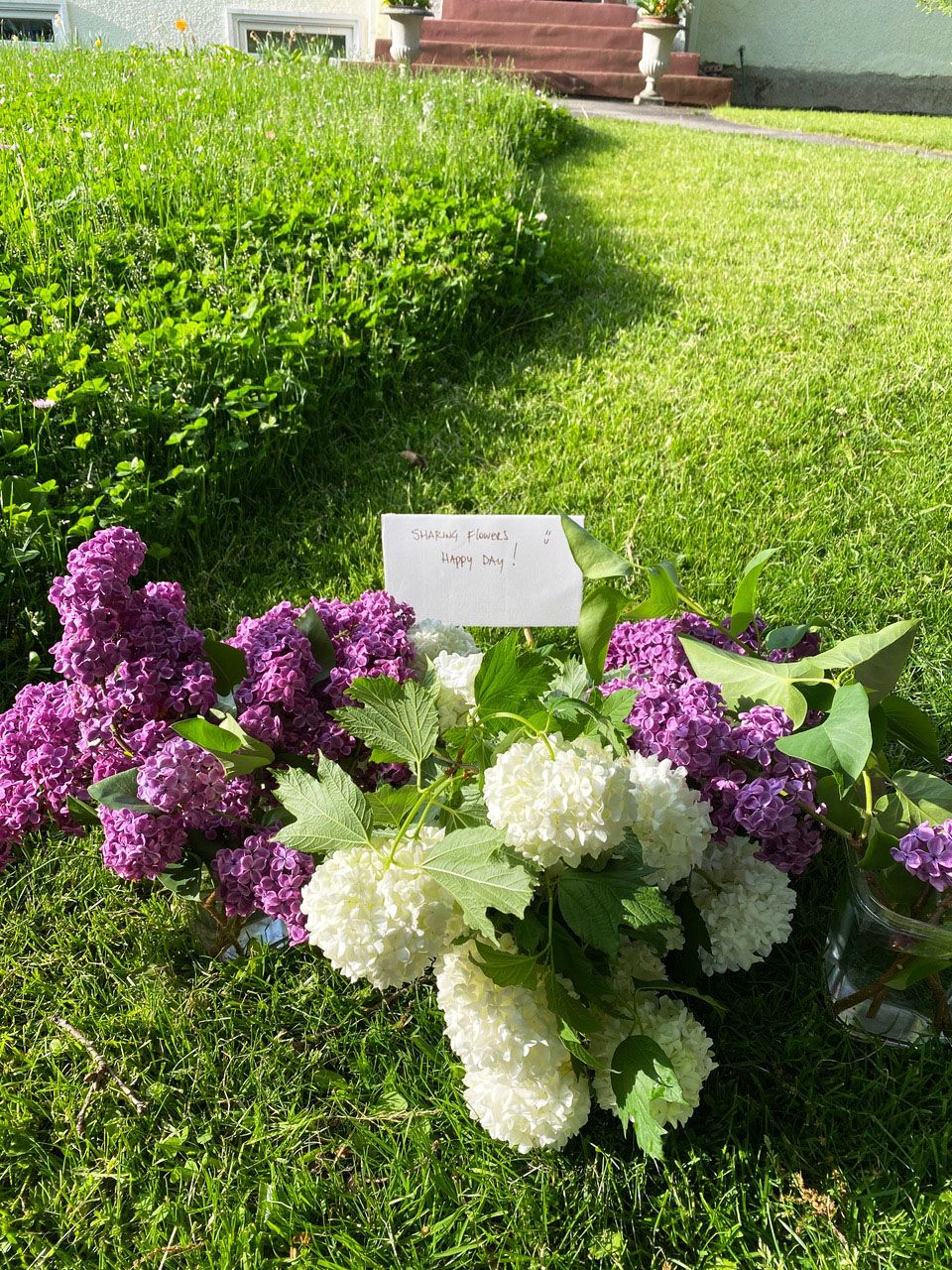 Cut hydrangeas on a front lawn next to a bee meadow