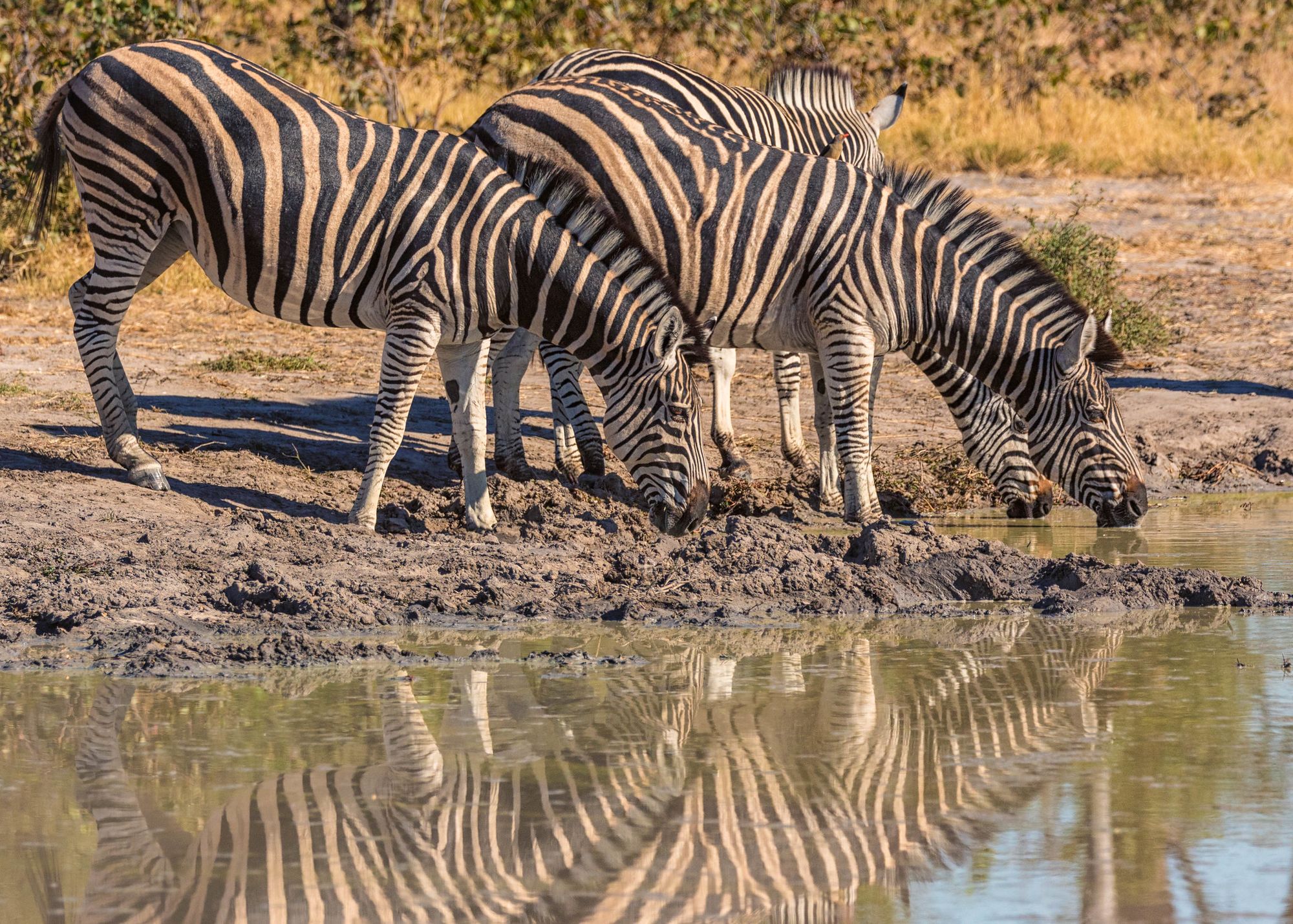 A group of zebra drinking water