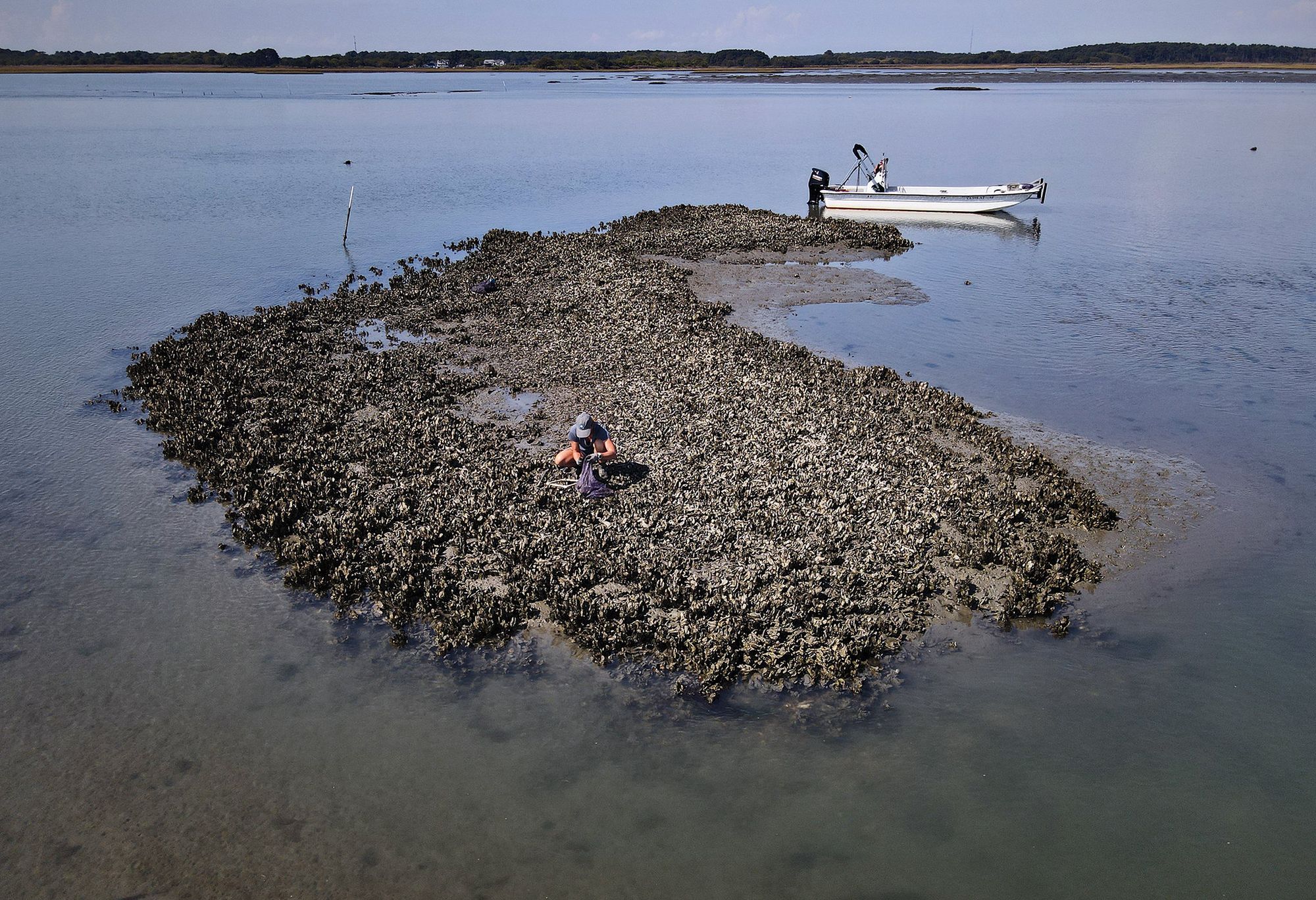 A person on an oyster reef that's like an island in the middle of water. A boat is moored in the background.