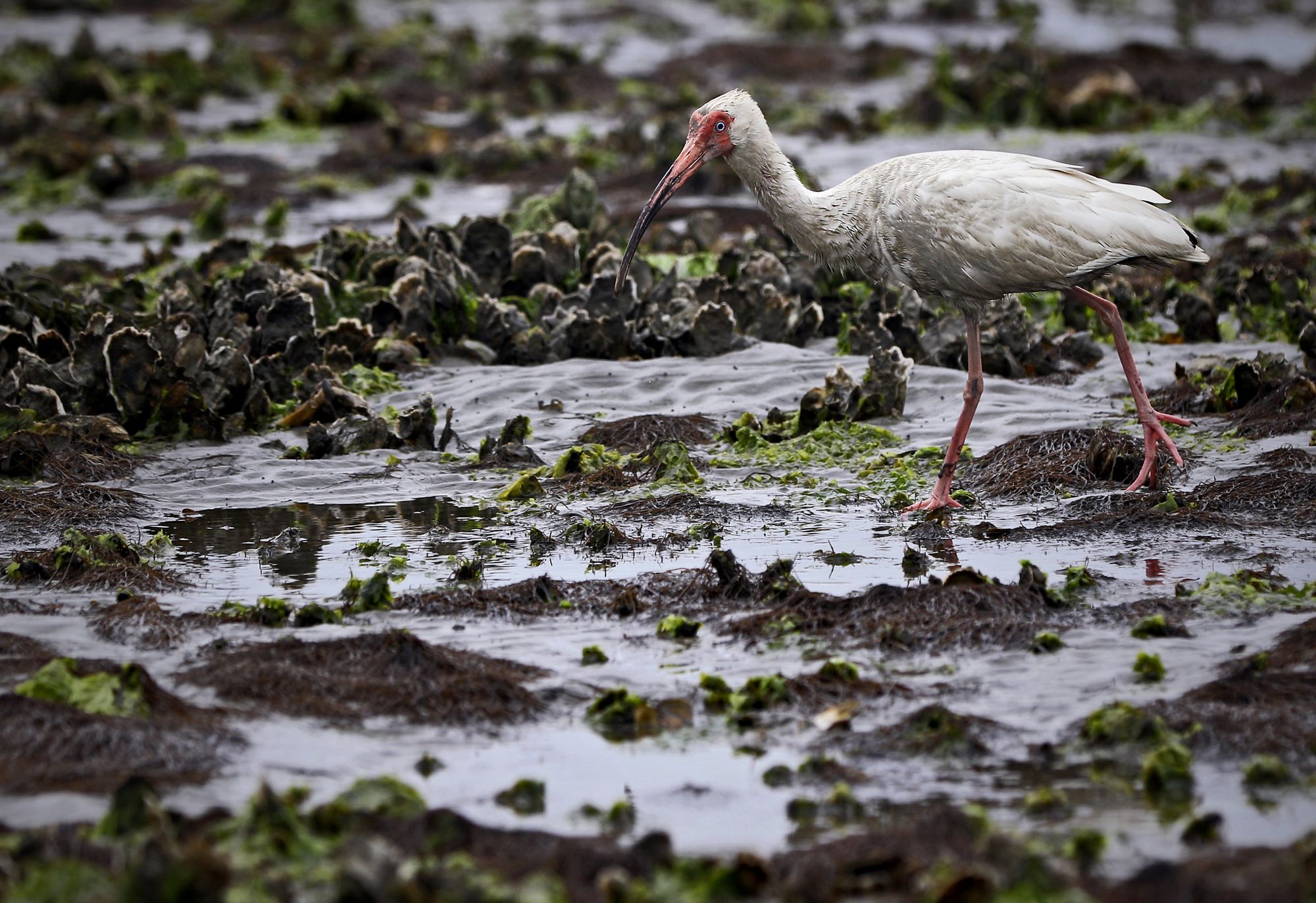 A white bird with a long beak and long legs walking across an oyster reef.