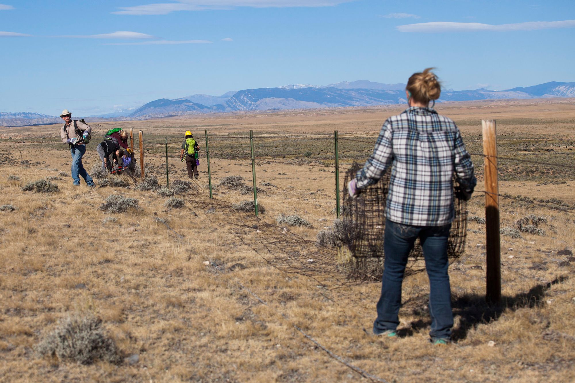 A group of people removing and rolling up net-wire fencing in Wyoming.