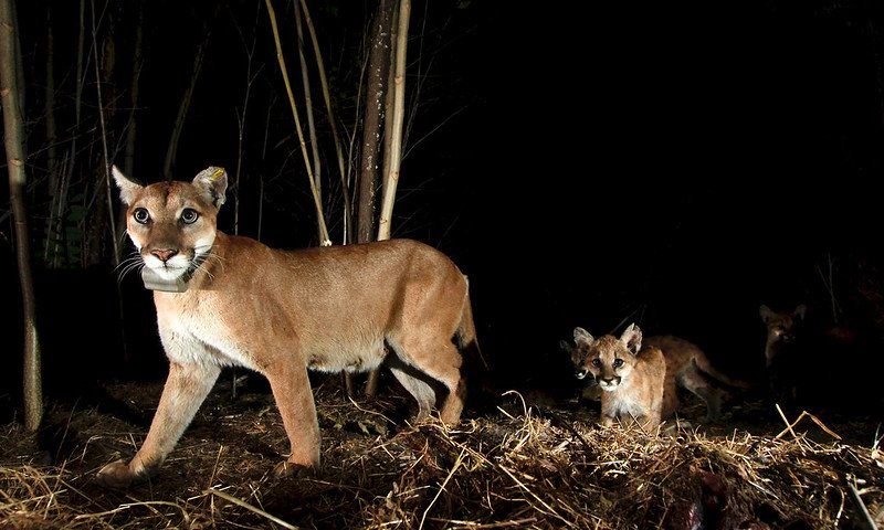 An adult cougar wearing a collar with cubs following, walking in the dark